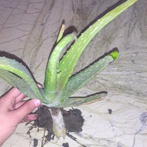 1Aloe Vera Plant /  For Home Garden Without Pot