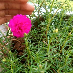 Everyday Flowering With Pot