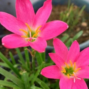Pink Rain Lily Bulbs