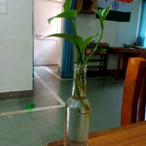 Rooted-Plant With Bottles