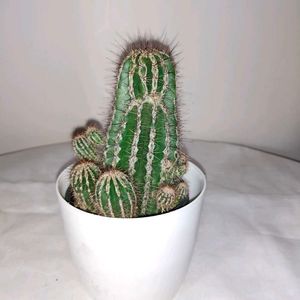 Hedgehog Cactus