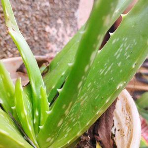 Magical Aloevera Plant / Aloever