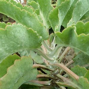 Kalanchoe gastonis bonnieri plant