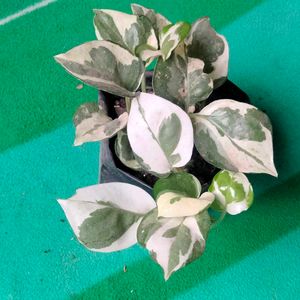 Adenuims, Pothos And Snygonuim Combo