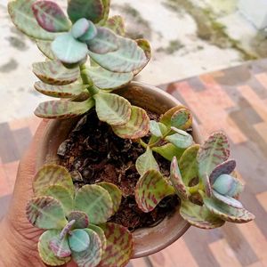 Kalanchoe Mamorato/ Penwiper