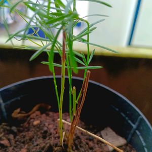 Rosemary Plant With Freebies