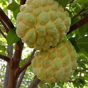 Highbrid Custard Apple Plant