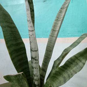 Snake Plant (Sansevieria)