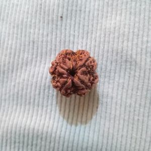 Original 4 mukhi rudraksha📿