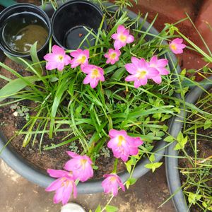 Pink Rain Lilly Bulbs