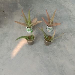 1 Aloe Vera Live Baby Plant