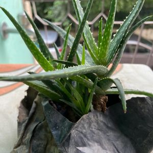 Aloe Healthy Succulent Plant