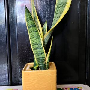 Sanseveria Snake Plant