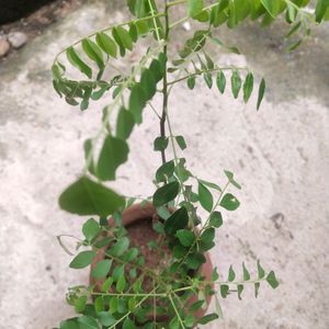 Combo 2 Plant Curry Leaves With Healthy Root