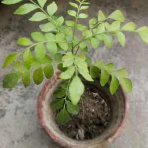 Curry Leaves Plant Live With Healthy Root,