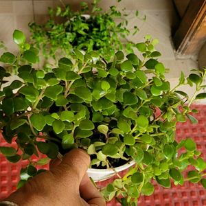 Pack 2 Pilea Depressa & Ee Tradescantia Plants