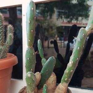 White Cactus Plant With Buds