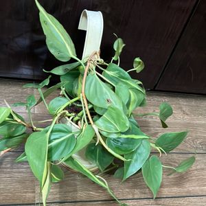 Pothos Plant