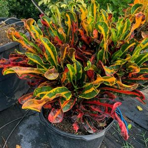 Mammy Croton Live Plant With Pot Combo