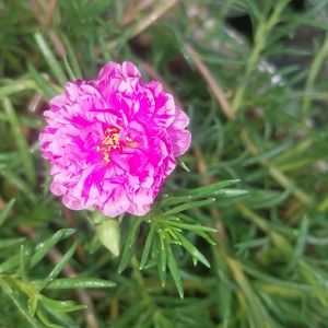 Portulaca And Purslene