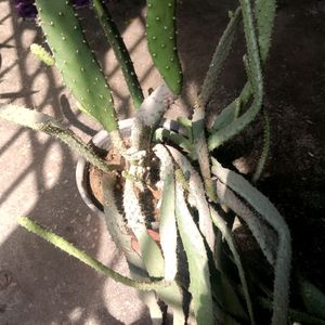 Cactus ( Full Pot)