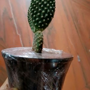 Bunny Ear Cactus Plant With Pot