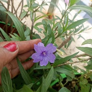 Freshly Harvested White Adenium Seeds