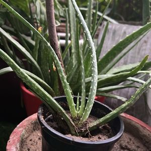 1 Pc Aloe Vera baby Plant In 4" Nursery Pot