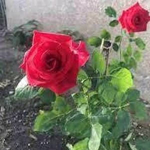 Red Rose Plant Pack Of 2