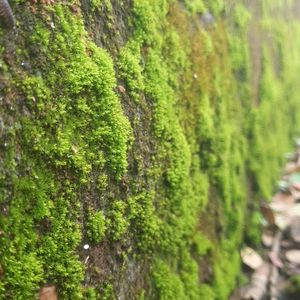 Moss Plants For Decoration (15cm)10pc