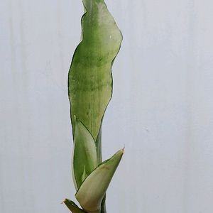 1 Time Offer moonshine Snake Plant