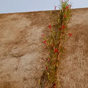 Red Cypress Vine Seeds