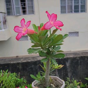 Adenium