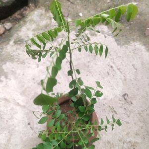 Combo 2 Plant Curry Leaves With Healthy Root