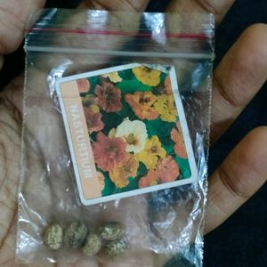 Summer Season Flower Seeds Combo