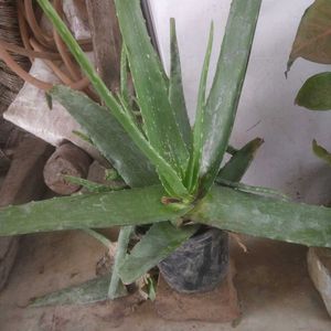 Aloe Vera Plant