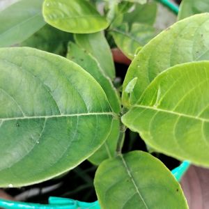 Jackfruit Live Plant