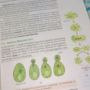 Class 12 Bio Ncert Textbook