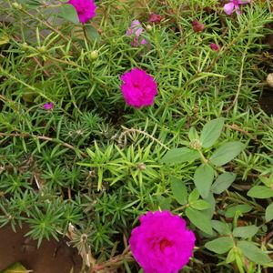 Pink Portulaca