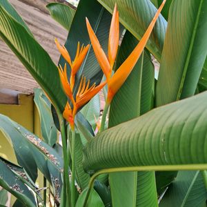 Yellow Heliconia 1 Rooted Plant 15" Long