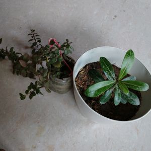 Adenium With Pot & 3 Plant