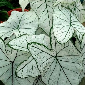 Combo Of 2 Caladium