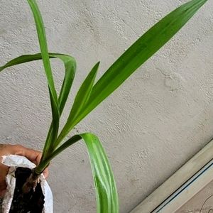 Gardeopolis Plant 🌵