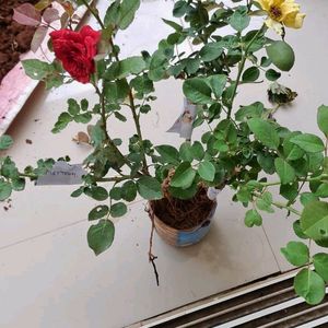 Rose Plant Combo Of 3