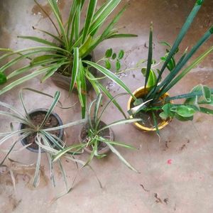 Spider Plant 4 Variety With Root