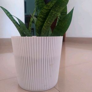 Snake Plant