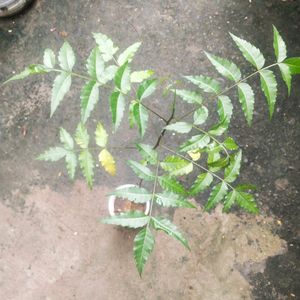 Healthy Neem Plant With Root