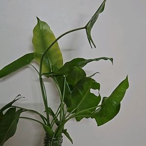 Philodendron Burl Maxx 3 Plants