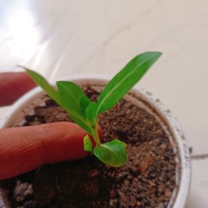 Pink Sadabahar/Vinca Flower Plant