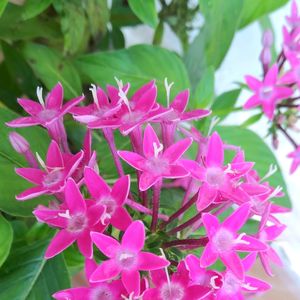 Real Pentas Plant